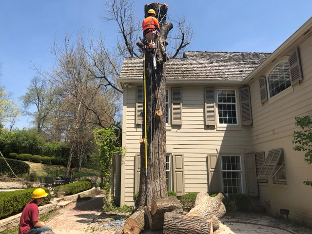 Gonzalez Tree Service crew at work
