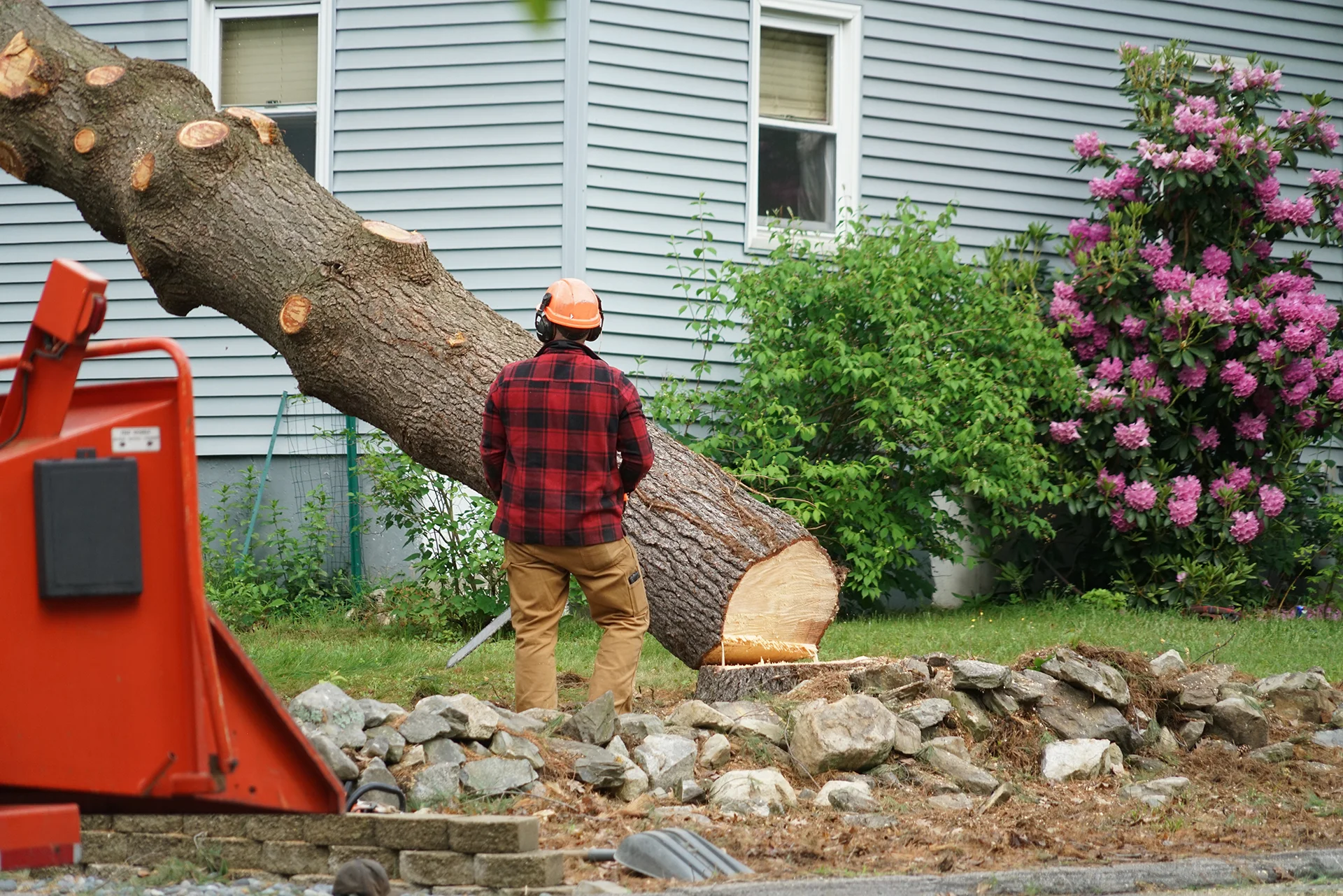 Professional tree removal and hazard elimination