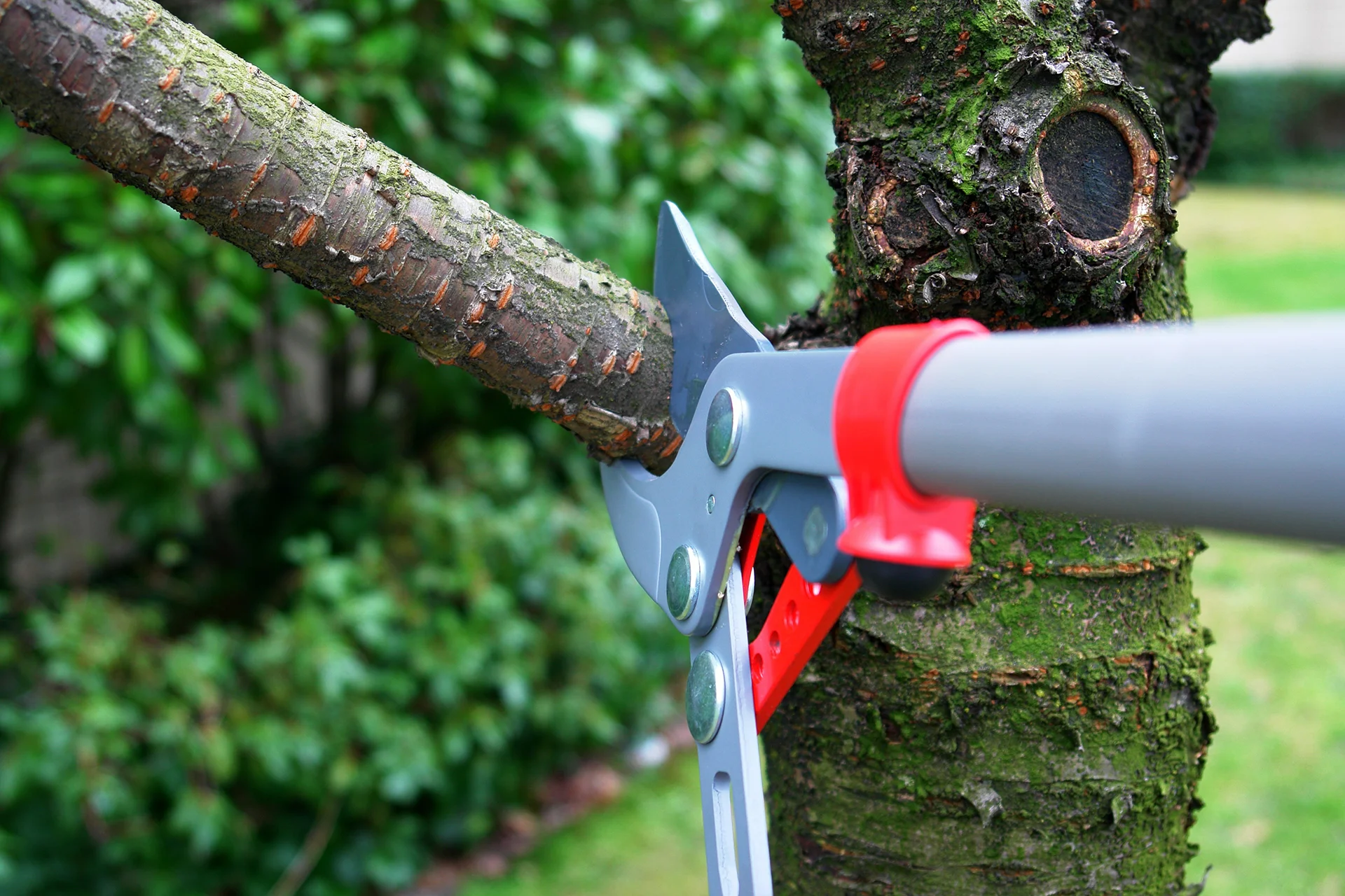 Professional tree pruning and branch removal