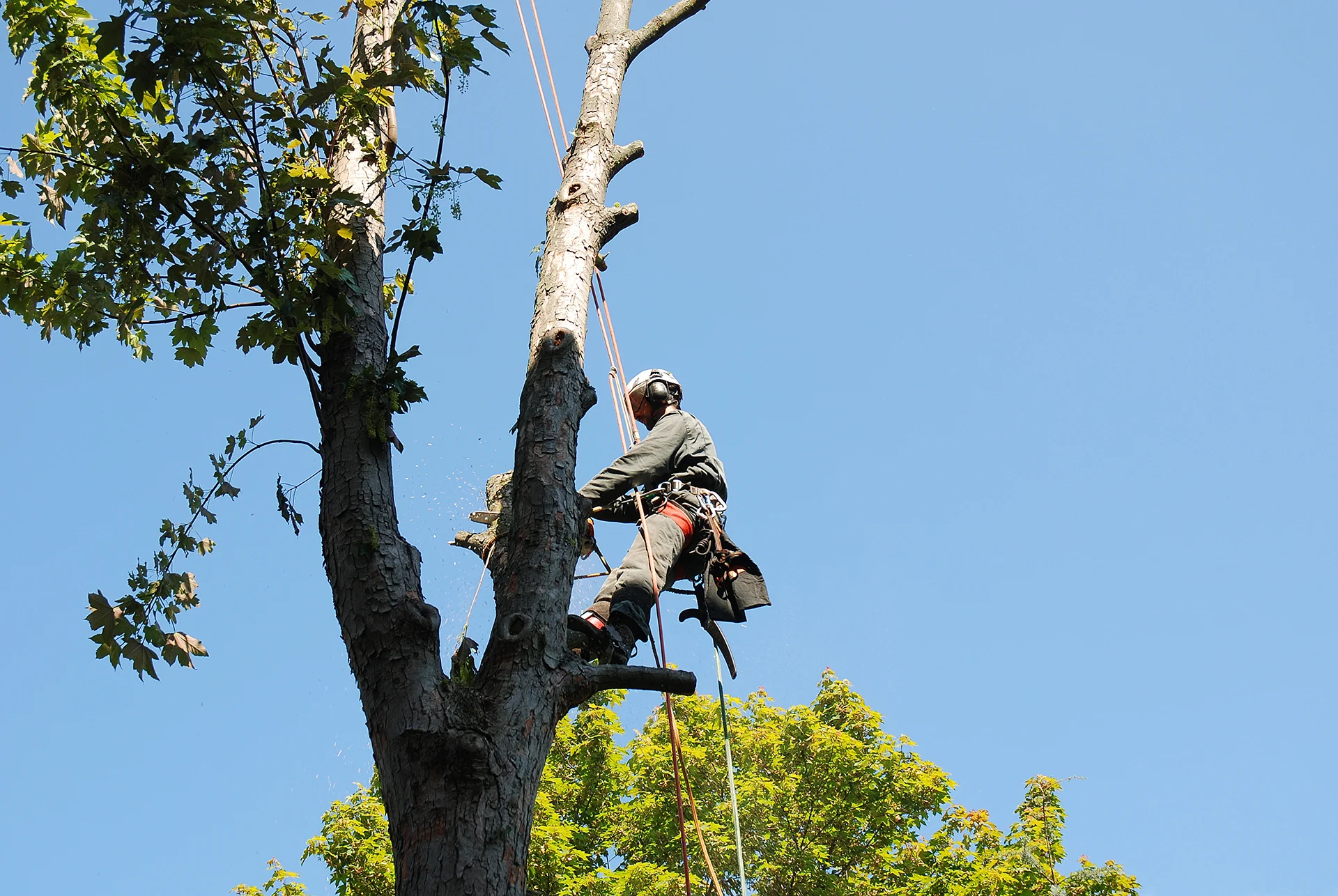Tree health evaluation and care